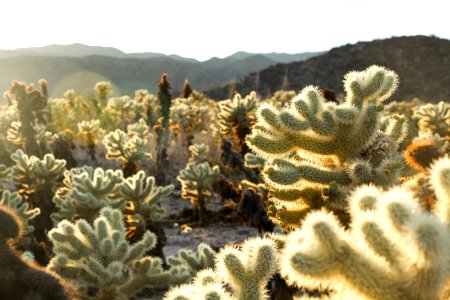 Teddybear cholla (Cylindropuntia bigelovii); Cholla Cactus Garden photo