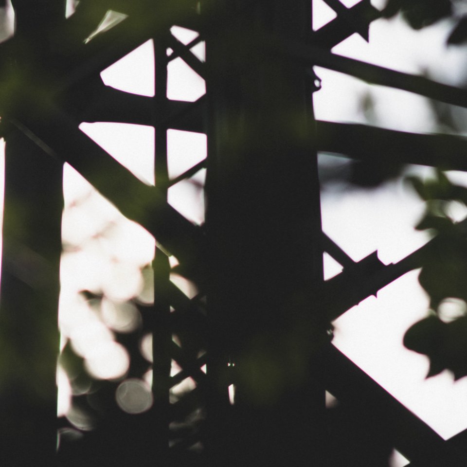 forest cell tower