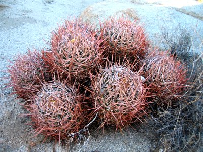 Echinocactus polycephalus, Section 6 BLM