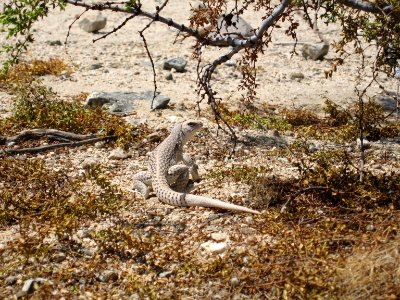 Desert iguana (Dipsosaurus dorsalis) at Cholla Cactus Garden photo