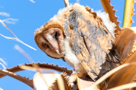 Juvenile Barn Owl photo