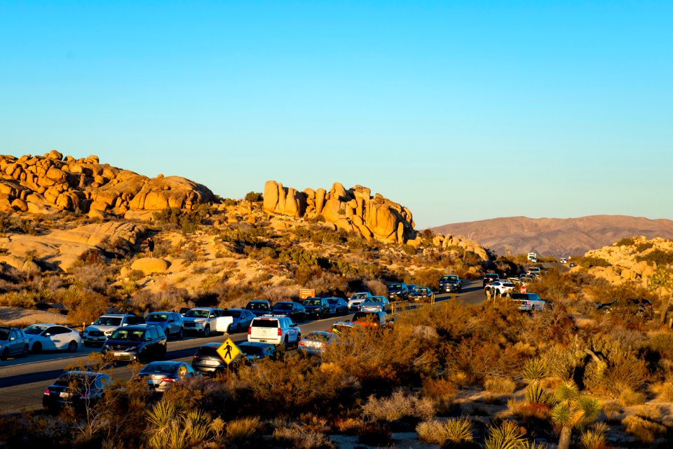 Jumbo Rocks area lined with cars