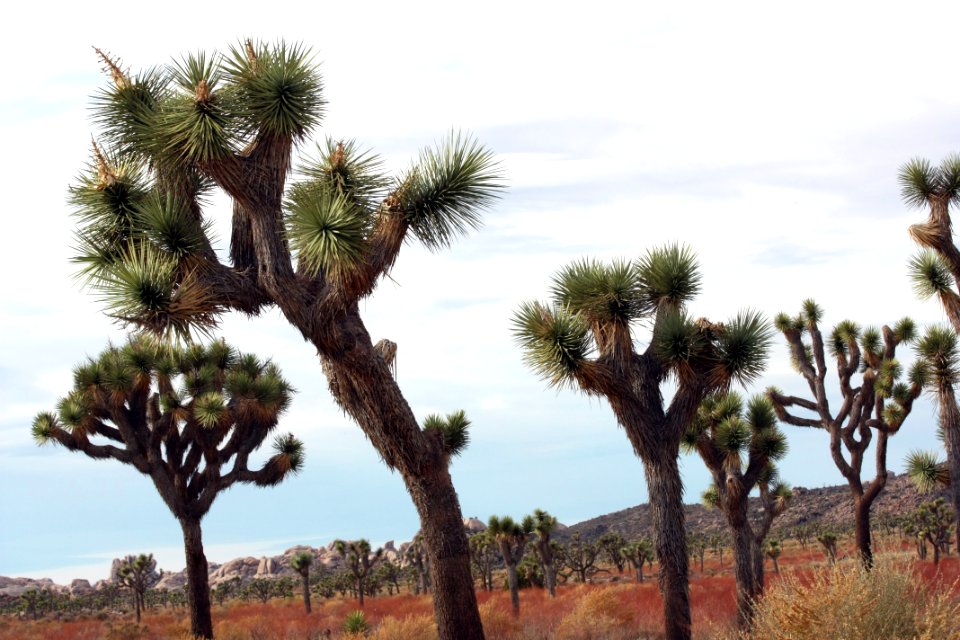 Joshua trees along Park Boulevard photo