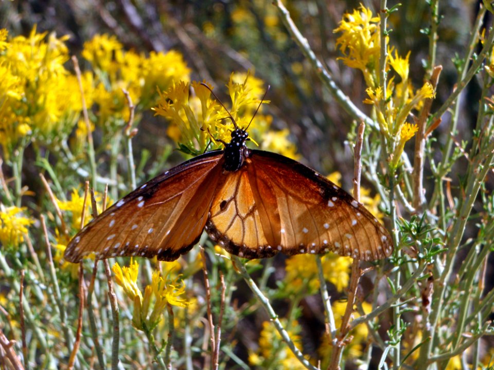 Queen butterfly (Danaus gilippus)