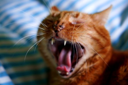 Yawning Cat photo