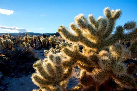 Cholla Cactus Garden photo