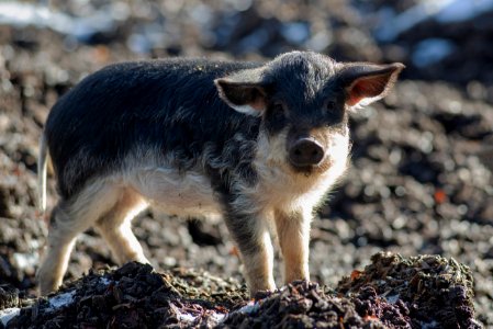 Cochon laineux