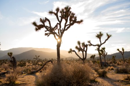 Joshua tree in golden hour