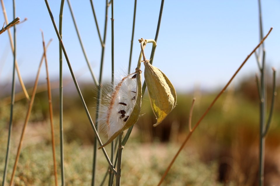 Milkweed seed pod
