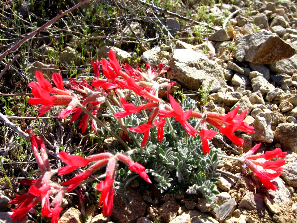 Scarlet milkvetch (Astragalus coccineaus);Desert Queen Mine