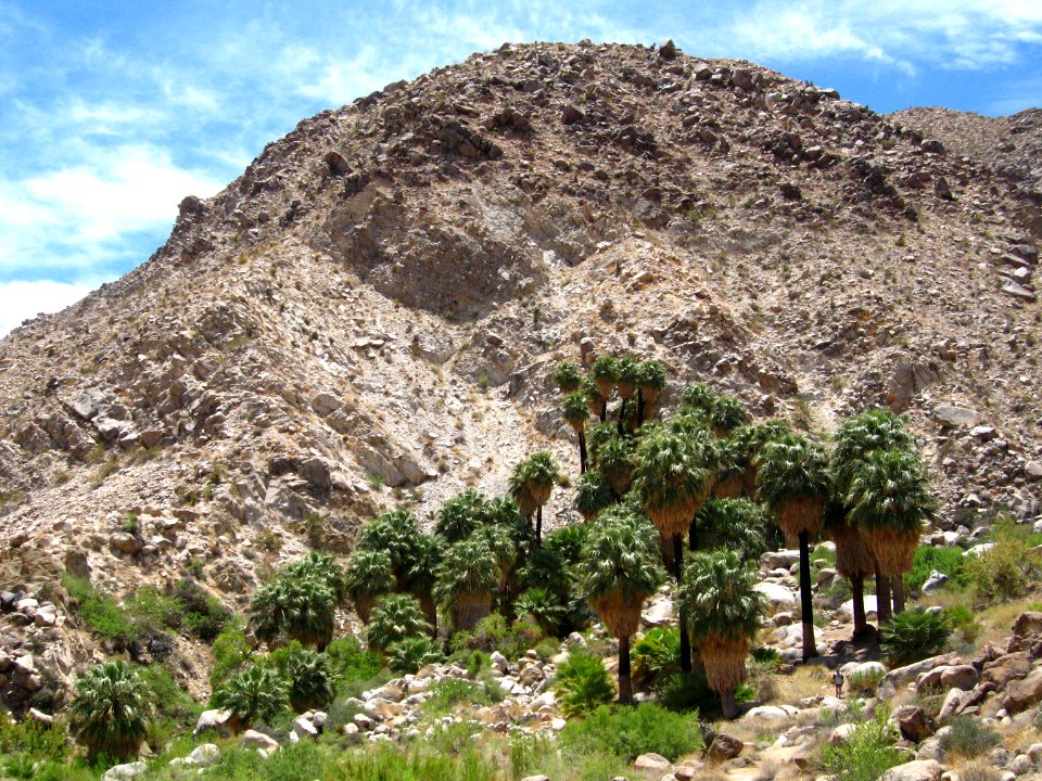 49 Palms Oasis; Twentynine Palms, CA