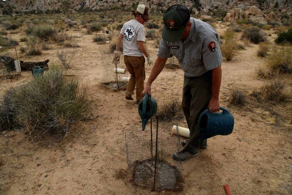 New plants being watered thoroughly near Hemingway Buttress