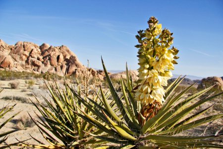 Mojave yucca in bloom at Indian Cove Campground; Twentynine Palms, CA