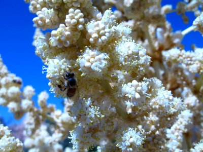 Nolina parryi, Hidden Valley Trail
