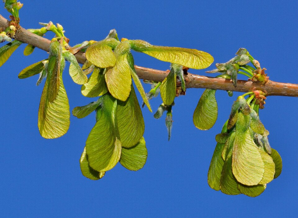 Maple saccarinum samare