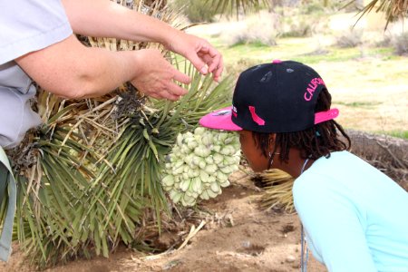 Smelling a Joshua Tree Bloom