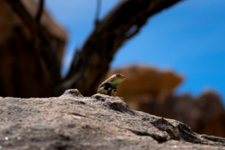 Desert spiny lizard (Sceloporus magister) photo