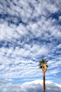 California fan palm (Washingtonia filifera); Oasis of Mara