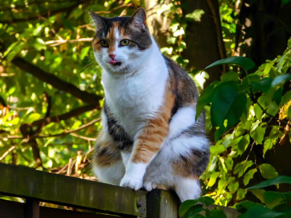 Tongue balance three coloured