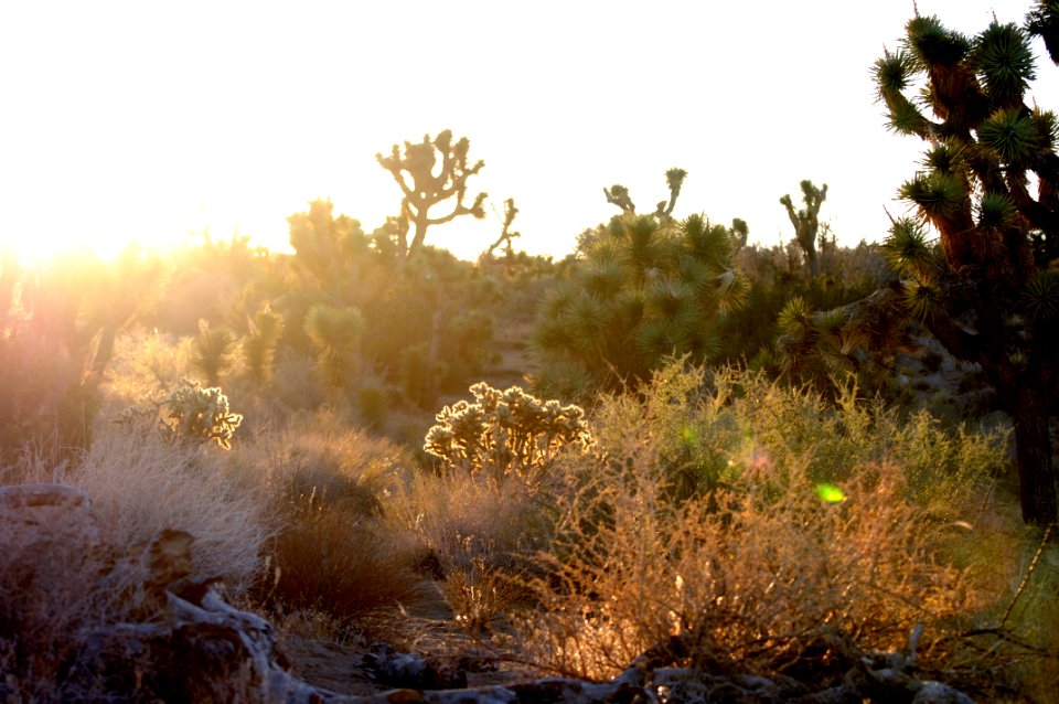 Landscape with sun shining on the cholla