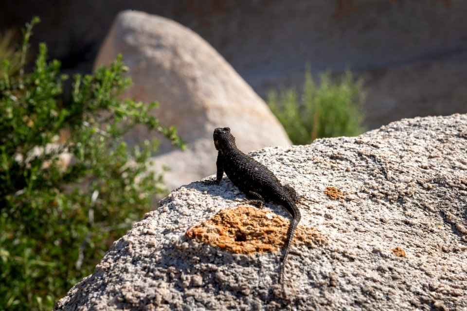 Great Basin fence lizard (sceloporus occidentalis longpipes) photo