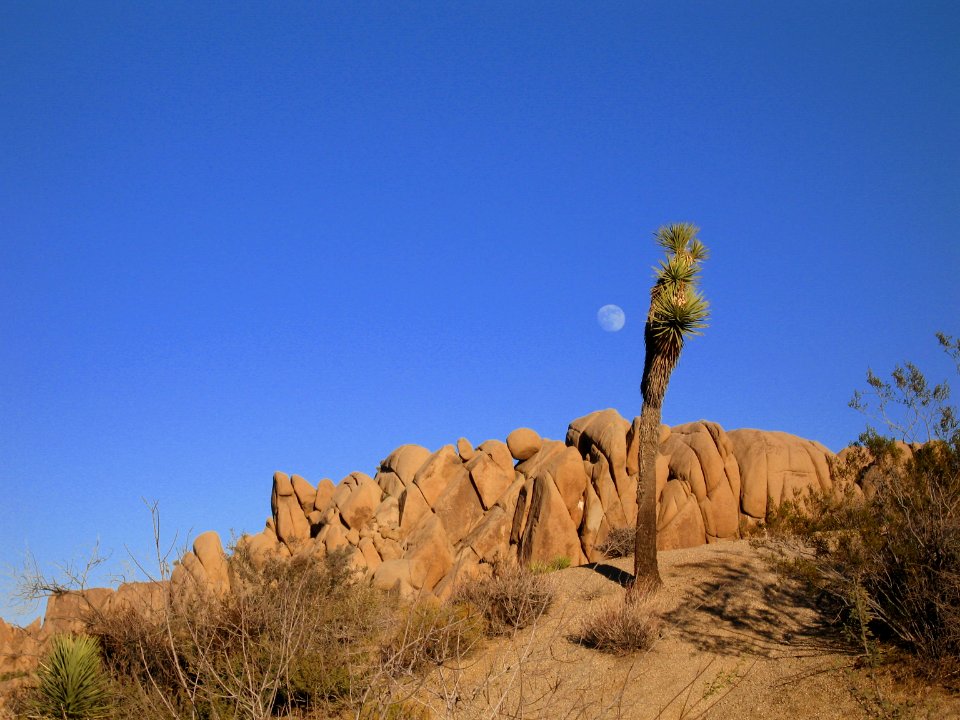 Joshua tree (Yucca brevifolia); Jumbo Rocks Campground