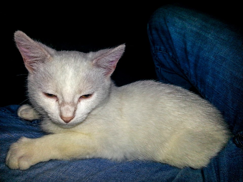 White Kitten
