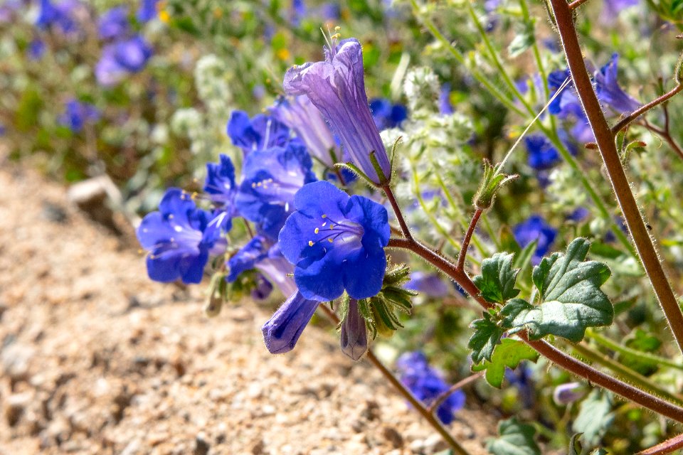 California bluebell (Phacelia campanularia) in the Cottonwood area