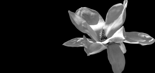 Magnolia flower photo