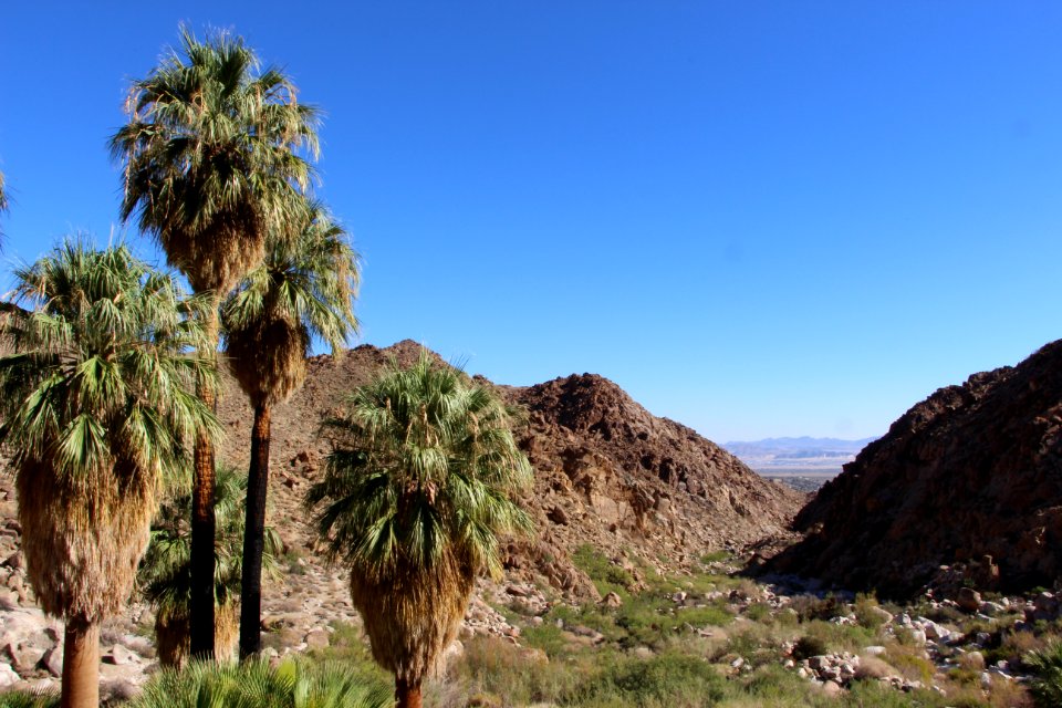 View North from 49 Palms Oasis