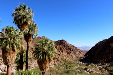 View North from 49 Palms Oasis