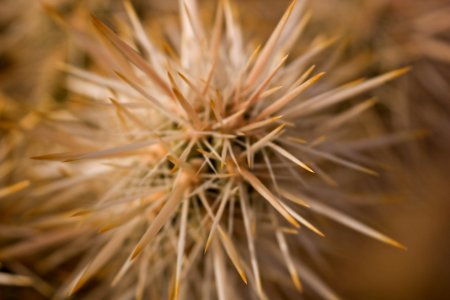Close up cholla