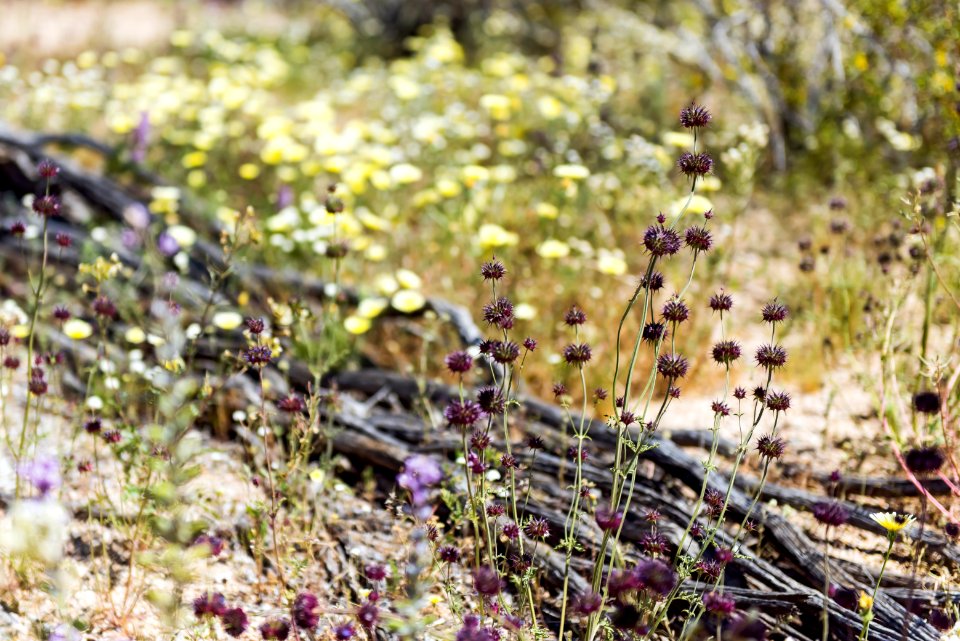 Chia blooming in Cottonwood Canyon; 3/24/17