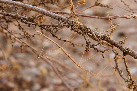 Stick insect