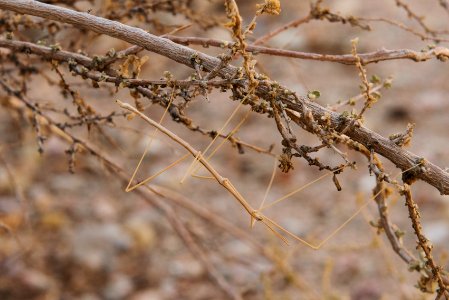 Stick insect photo