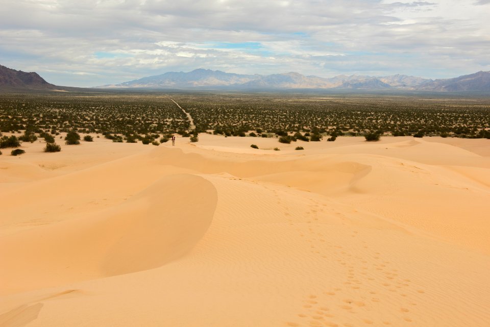 Cadiz Sand Dunes at Mojave Trails National Monument