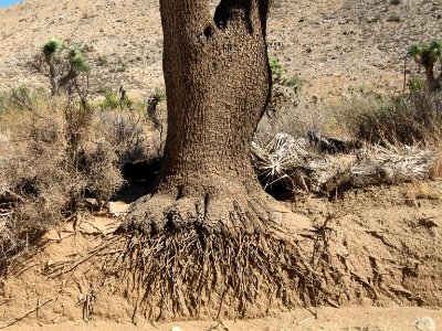 Joshua tree (Yucca brevifolia) roots; Covington Flat photo