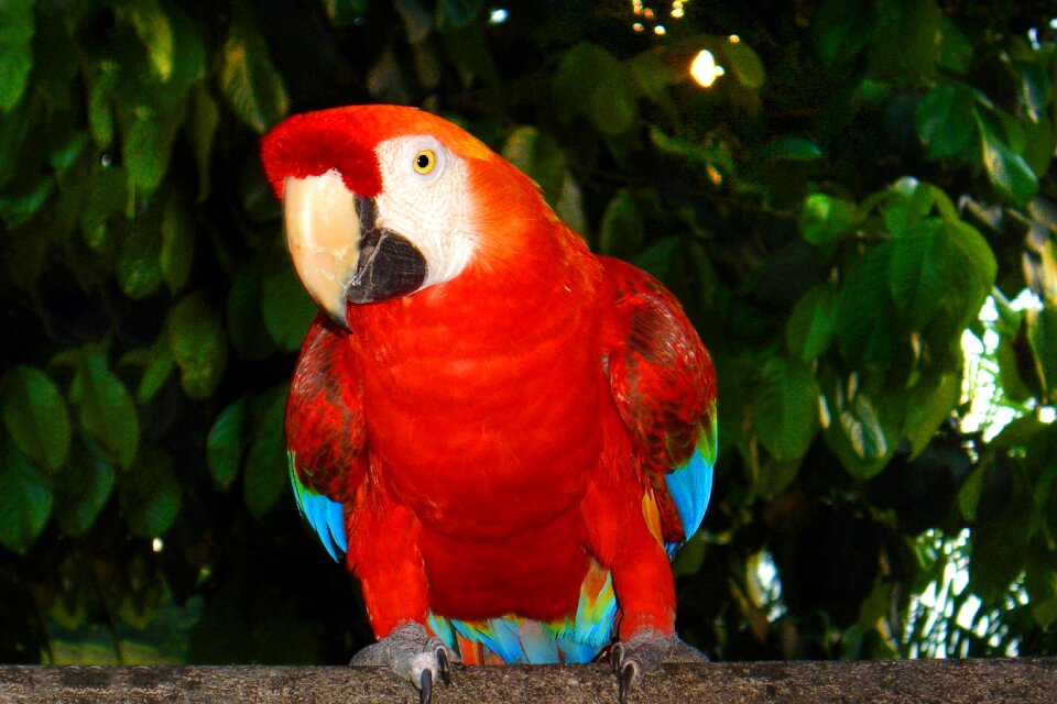 Arara tropical birds brazilian fauna photo
