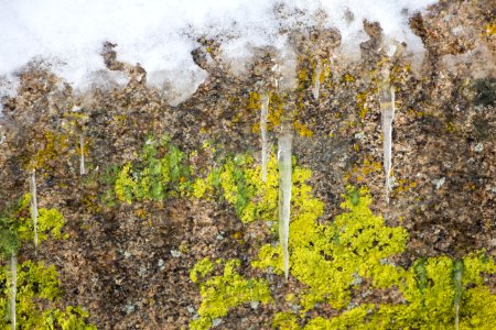 Snowfall on 12/31/14 - Icicles and lichen on Barker Dam trail