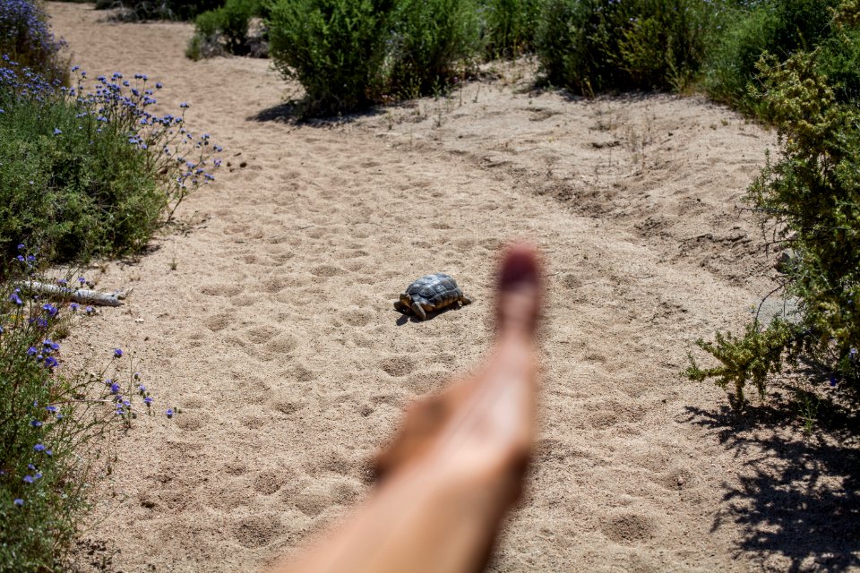 Rule of thumb with tortoise 2 photo