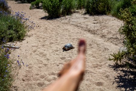 Rule of thumb with tortoise 2 photo