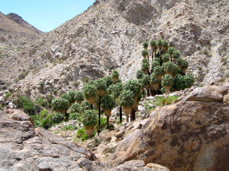 49 Palms Oasis; Twentynine Palms, CA