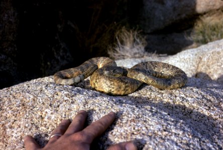 Rattlesnake Safety