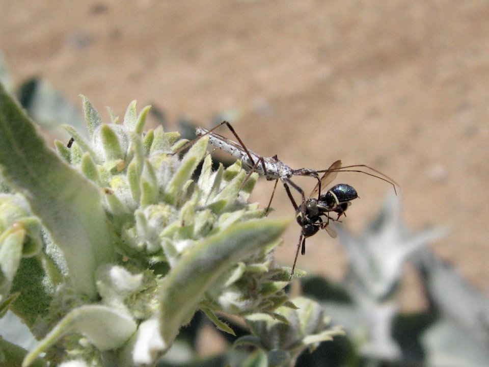 Assasin bug with mason wasp, Cima Dome 7692