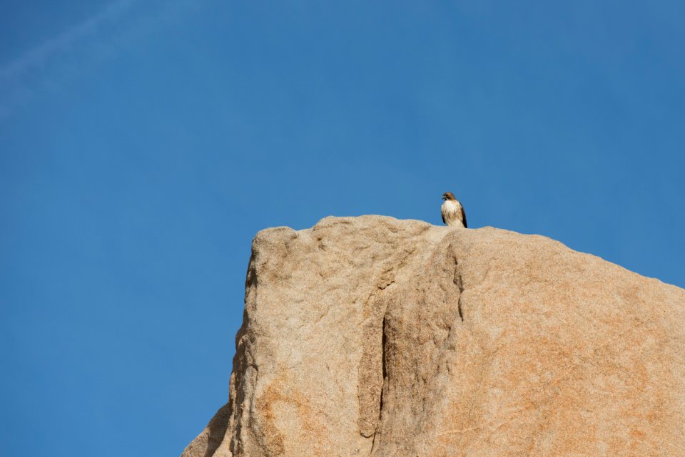 Red-tailed Hawk
