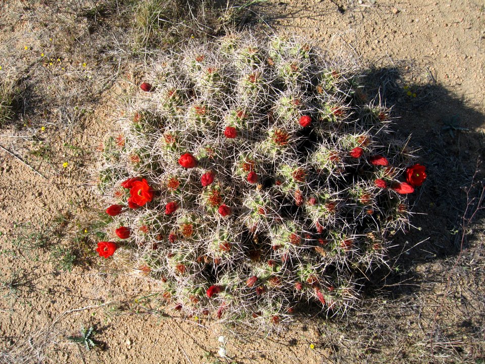 Echinocereus triglochidiatus, Indian Cove