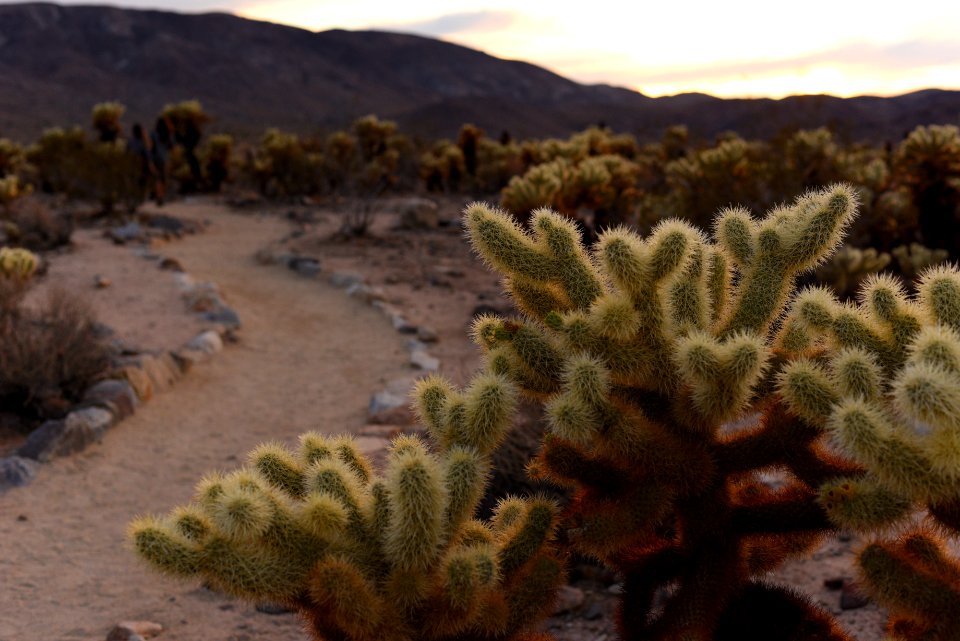 Trail at the Cholla Cactus Garden