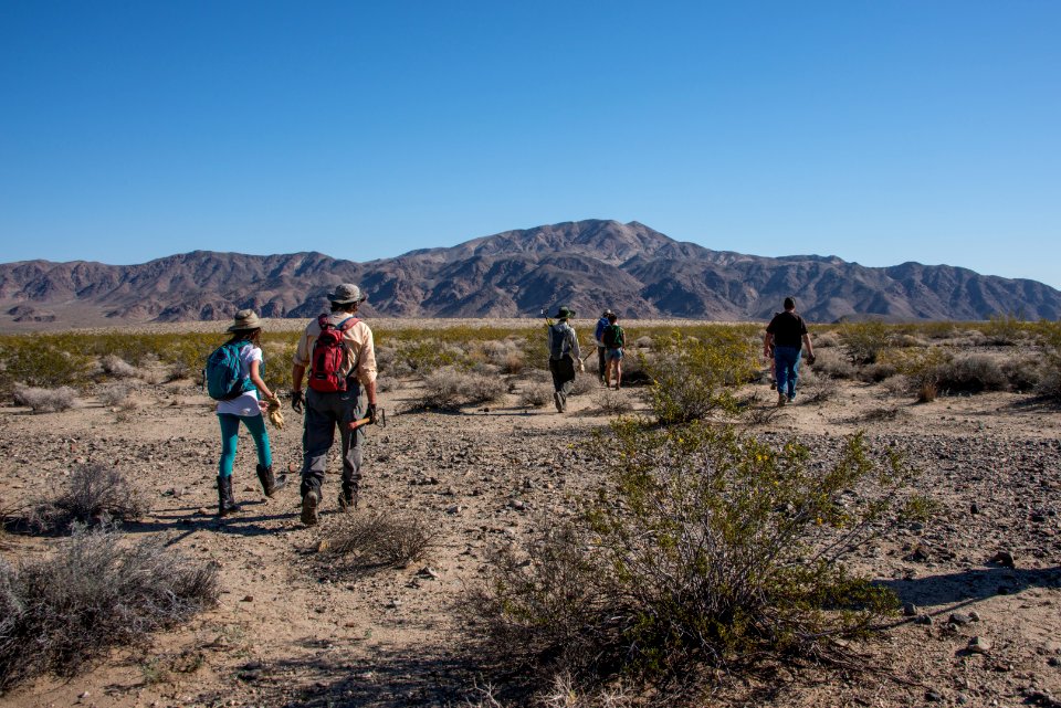 Volunteer Sahara Mustard plant pulling (4.4.15)