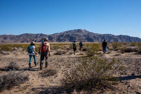 Volunteer Sahara Mustard plant pulling (4.4.15)
