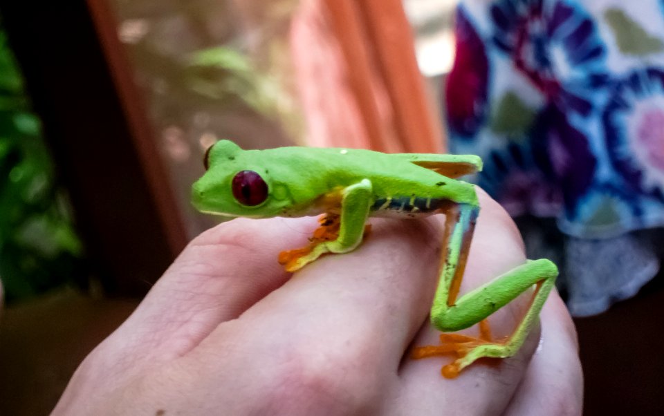 Maroon Eyed Leaf Frog